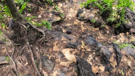 un joven sube por las rocas a una playa de arena negra en la isla de hawaii