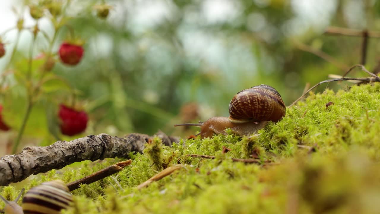 Snail slowly creeping along super macro close-up