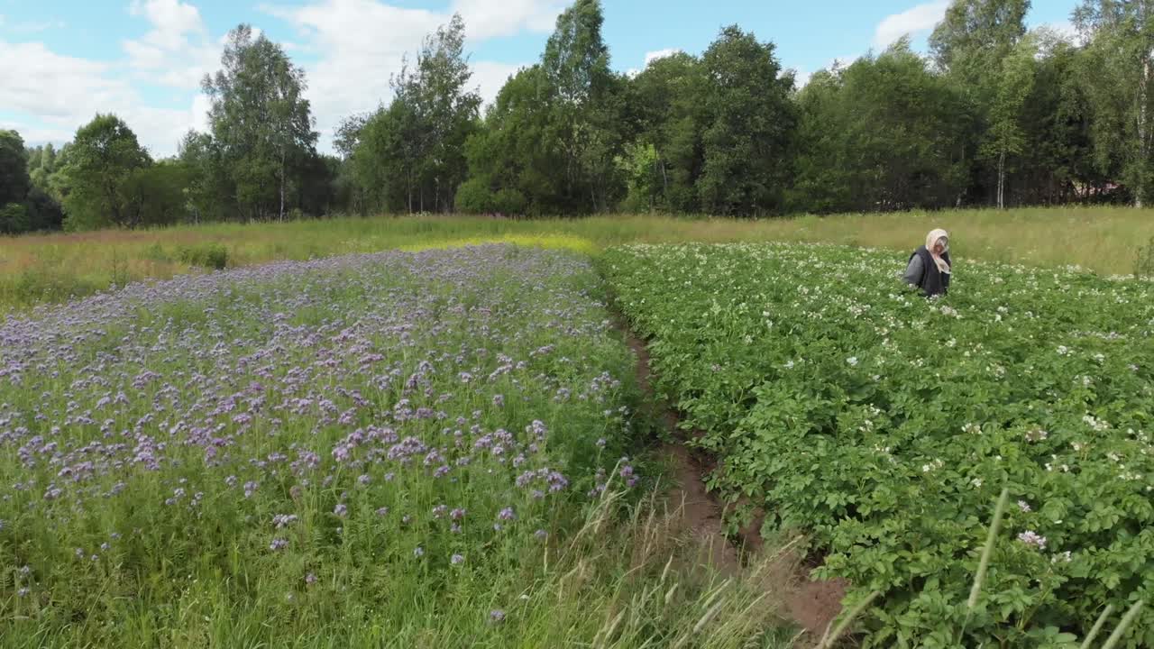 Woman farmer work in small field dolly slider low angle shot