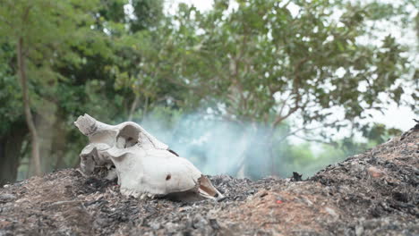 Toma-Estática-De-Un-Cráneo-De-Vaca-Con-Un