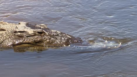 Close-up-of-the-head-of-a-large-crocodile-with-its-upper-jaw-broken-in-the-Tarcoles-River-in-Costa-Rica