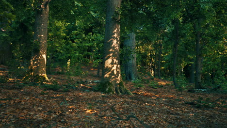 sunlight filtering through the trees in a lush forest
