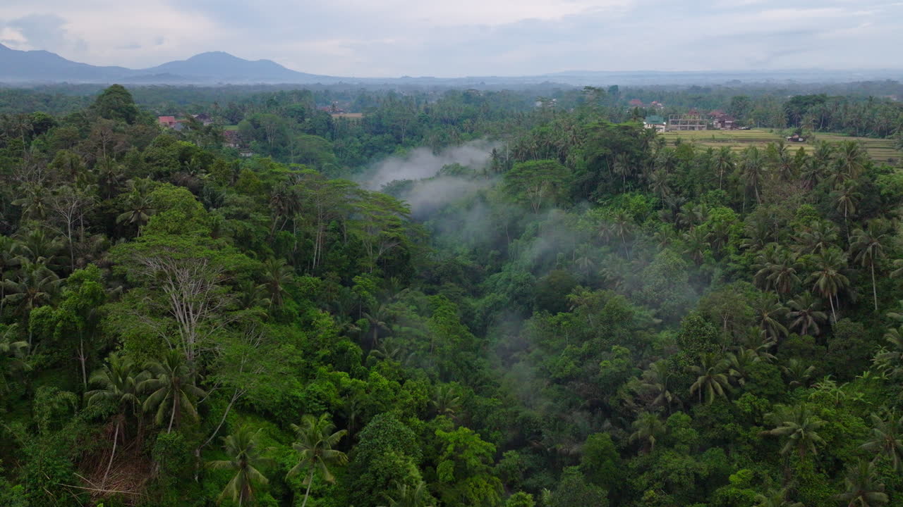 neblina en el bosque tropical de ubud, bali en indonesia