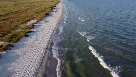 aerial pan shot of turquoise sea waves reaching the wild beaches filled with greenery and beautiful land animals in vadu, romania, central europe