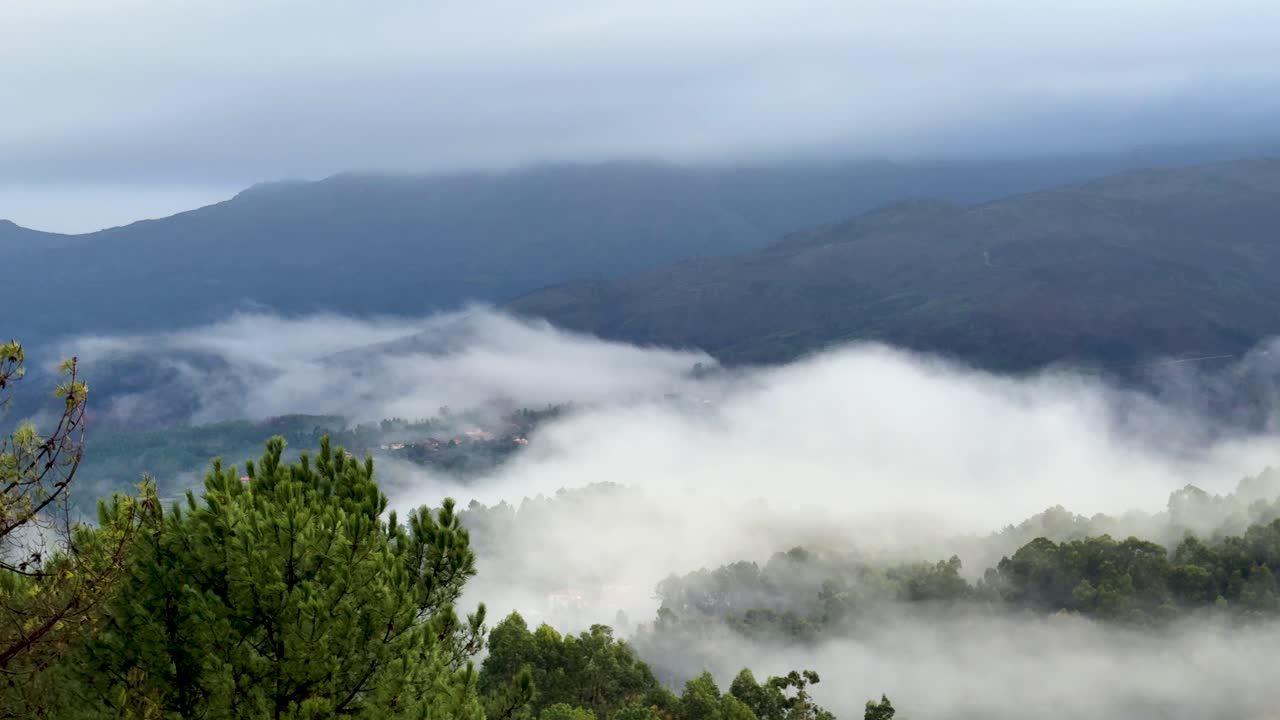 A thick morning mist hangs in the valley between the forests