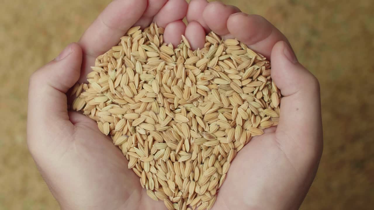 Hands Carrying Rice Grains Moving In A Slow Motion, Brown Rice Grains Background