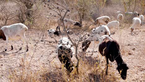 escena rural de cabras pastando en tierra seca, temporada de sequía, kenia