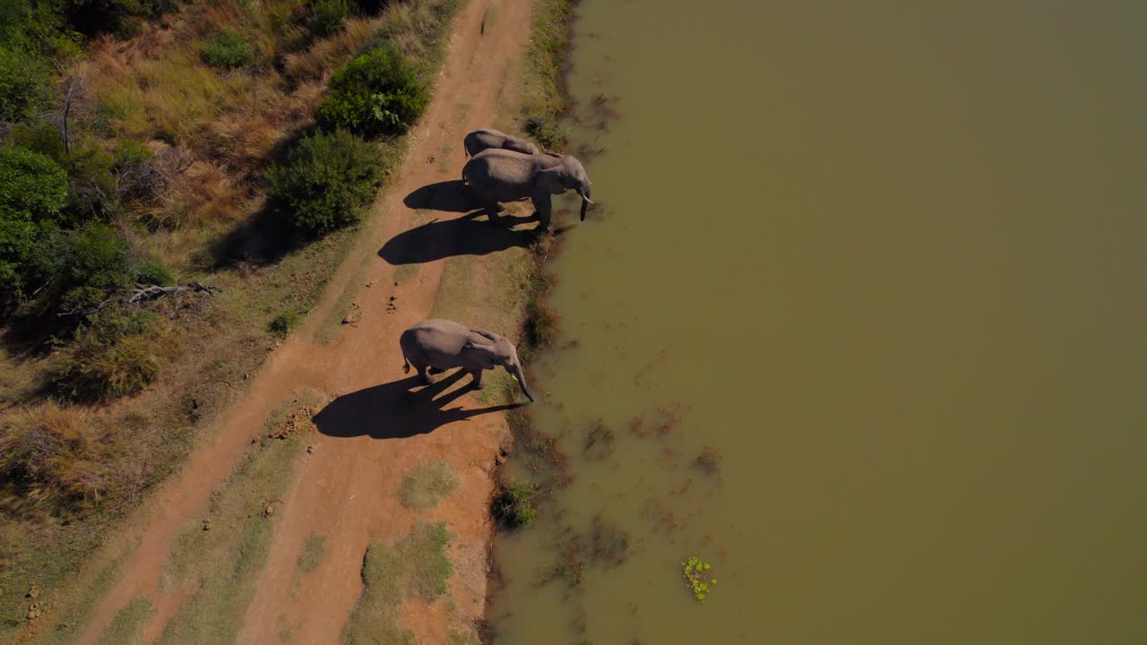 grupo de elefantes africanos y terneros bebiendo en el lago savanna bush, aéreo