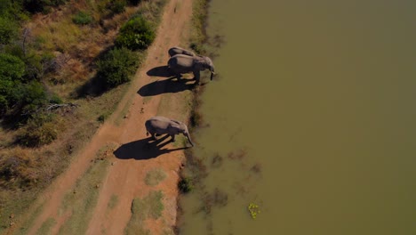 Afrikanische-Elefanten--Und-Kalbgruppe-Trinkt-Im-Savanna-Bush-Lake,-Luftaufnahme