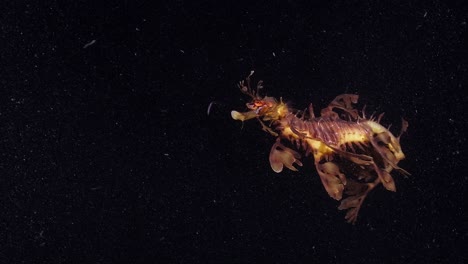 dragones marinos frondosos phycodurus eques alimentándose de noche con huevos 4k 25fps cámara lenta