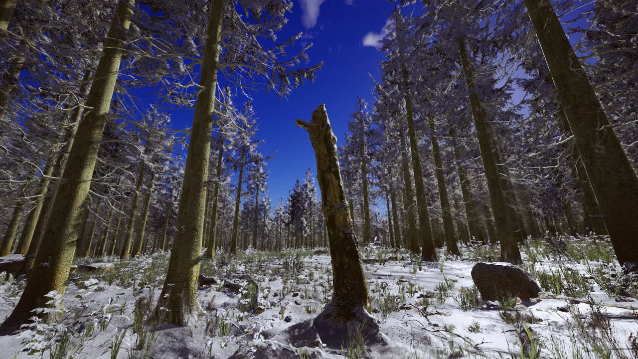 Beautiful winter forest landscape showcasing snow covered trees and blue sky