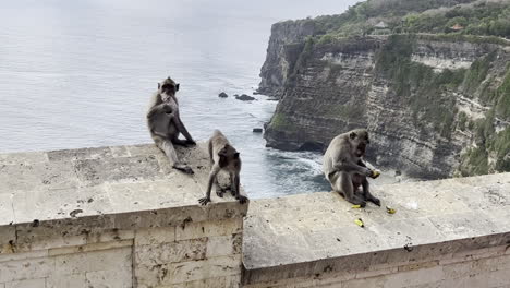 three monkeys in their natural habitat in bali, indonesia