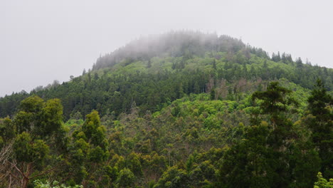 Toma-Cinematográfica-De-Vegetación-Exuberante-Y-Verde-En-El-Bosque-Tropical