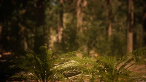 Early-morning-sunlight-in-the-Sequoias-of-Mariposa-Grove