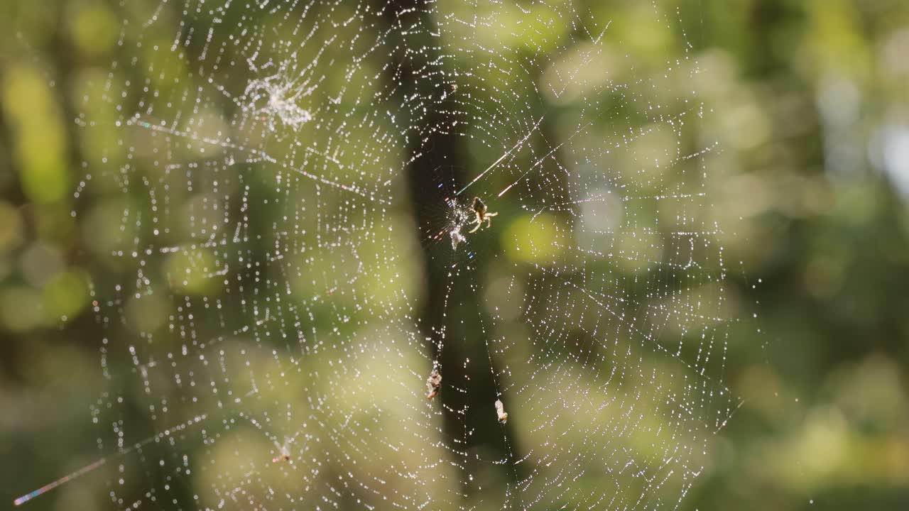 Raindrops on the spider web. Cobwebs in small drops of rain.