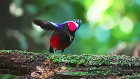 colorful bird of garnet pitta (erythropitta granatina) bird in taman negara national park in malaysia. selective focus shot