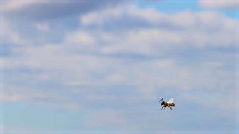 a bee flies steadily against a backdrop of soft, cloudy skies, captured in natural daylight with a serene atmosphere