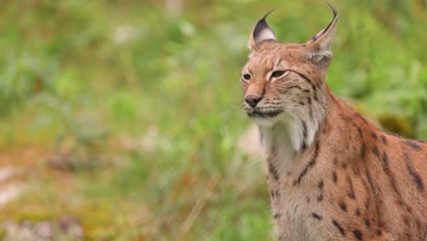 El-Lince-Euroasiático-(lynx-Lynx)-En-El-Bosque.