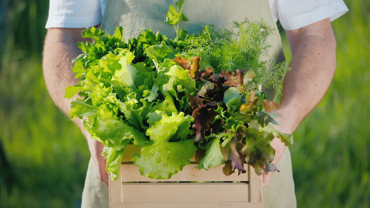 남성 농부는 신선한 양상추 잎 상자를 들고