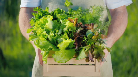 male farmer holds a box of fresh lettuce leaves