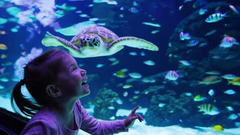 young girl amazed by aquarium sea turtles and fish