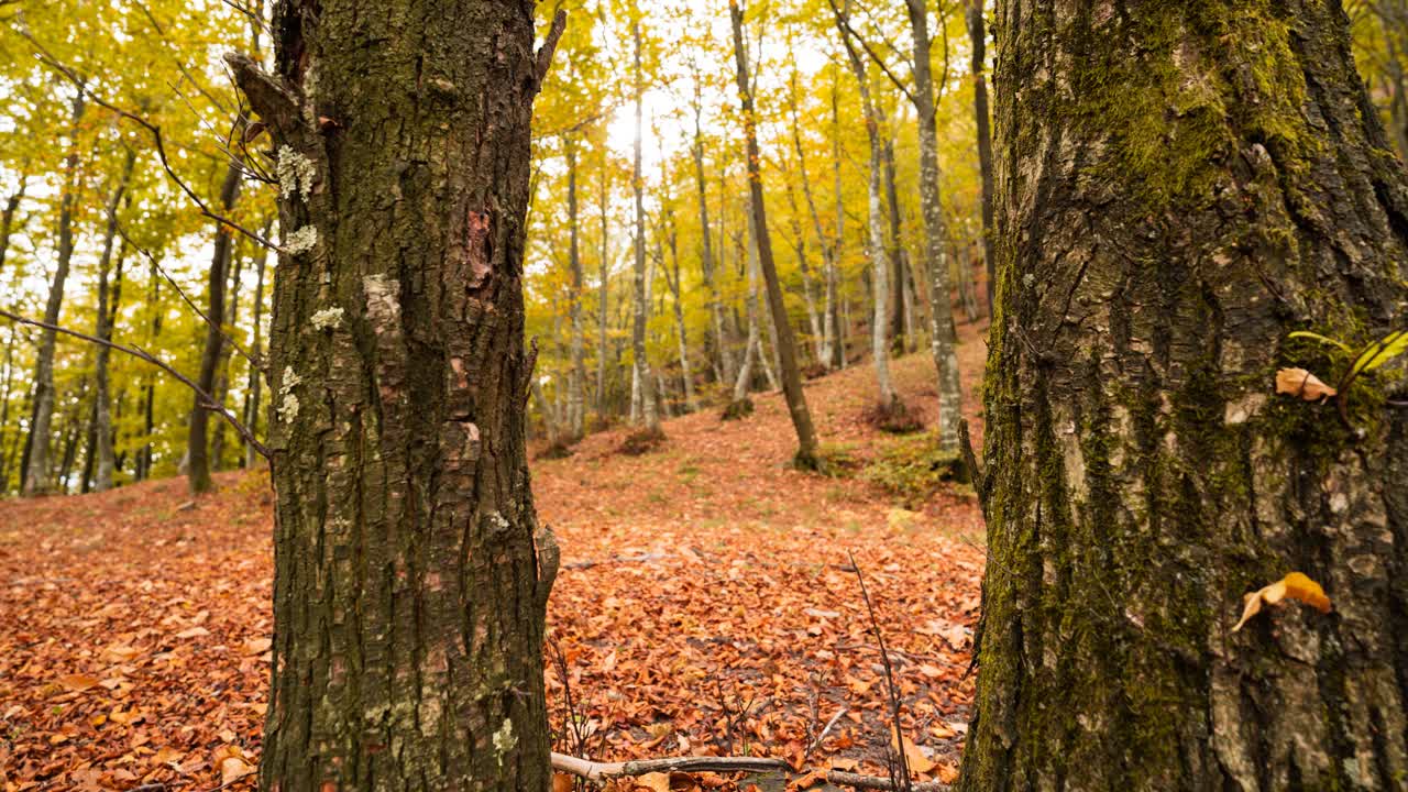 Rising shot of a forest with golden leaves covering the ground