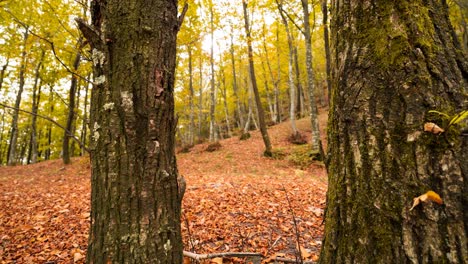 Tiro-Ascendente-De-Un-Bosque-Con-Hojas-Doradas-Que-Cubren-El-Suelo