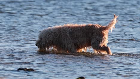 dog walking and sniffing along the beach