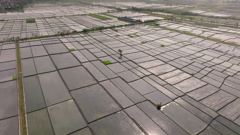 Abstract-aerial-view-of-rectangular-waterlogged-rice-paddies-in-Bali-countryside