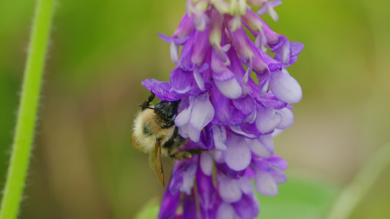 macro abejorro en busca de néctar en el jardín salvaje