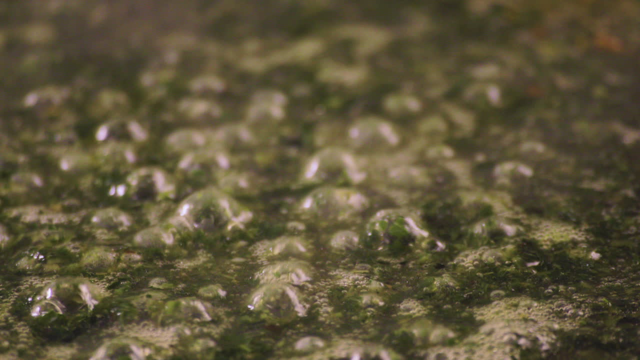 이집트 모로키아 (egyptian molochya) 는 극단적인 클로즈업 (extreme close-up) 과 버블 아웃 (bubble out) 으로 새로 만들어졌으며 4k로 촬영되었습니다.