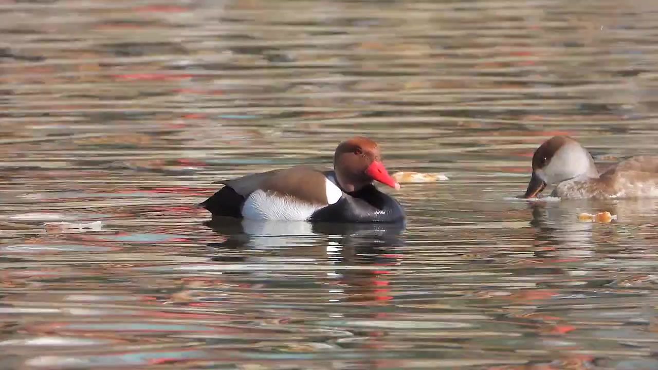 Fistione turco che nuota e si nutre in un lago