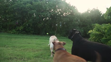 yellow labrador retriever and pitbull fetching ball