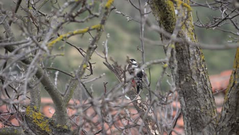 Pájaro-Picidae-En-Rama-Mirando-A-Su-Alrededor-Y-Volando