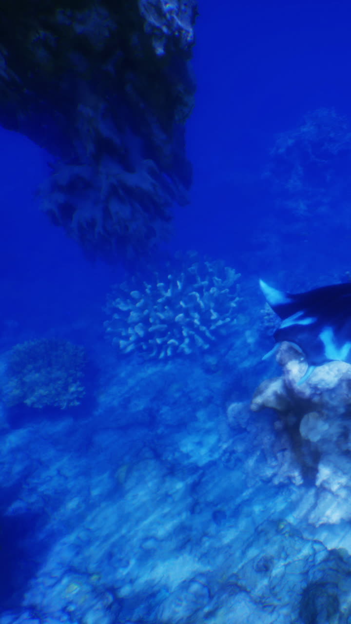 Manta raya nadando cerca de un arrecife de coral en aguas cristalinas de océano azul.