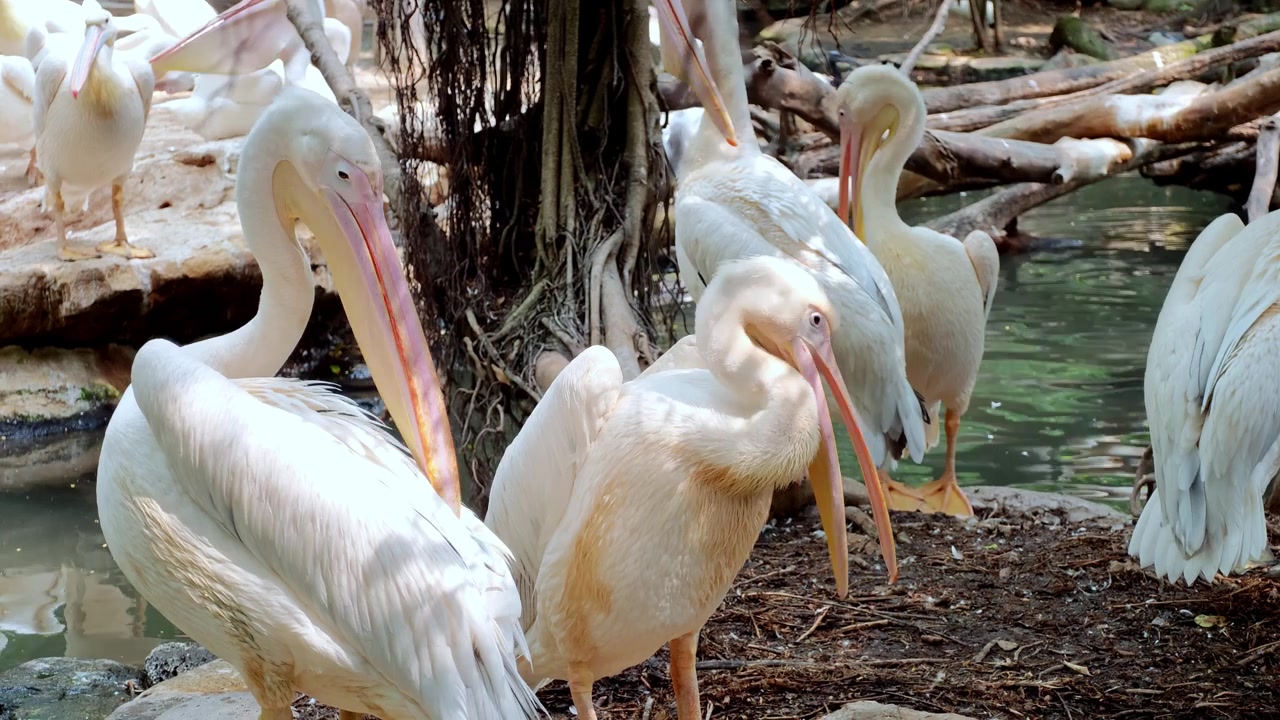 Pelícanos brancos se dedicam à limpeza das penas em um lago sereno cercado por folhagem exuberante. Ideal para documentários de vida selvagem ou projetos com tema de natureza.