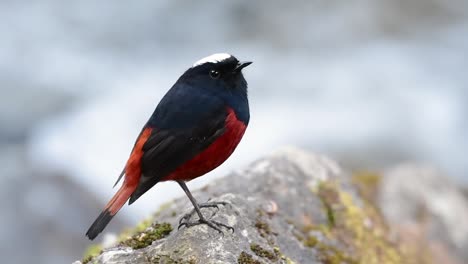 the white-capped redstart is known for its white lovely crown, dark blue-blackish wings and brown under feathers and its tail starts with red