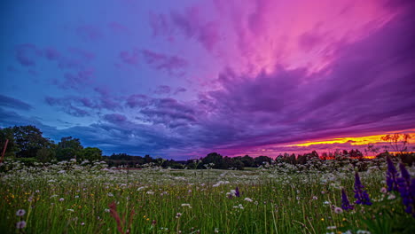 asombrosamente colorida puesta de sol sobre un prado de flores silvestres - paisaje nublado de lapso de tiempo