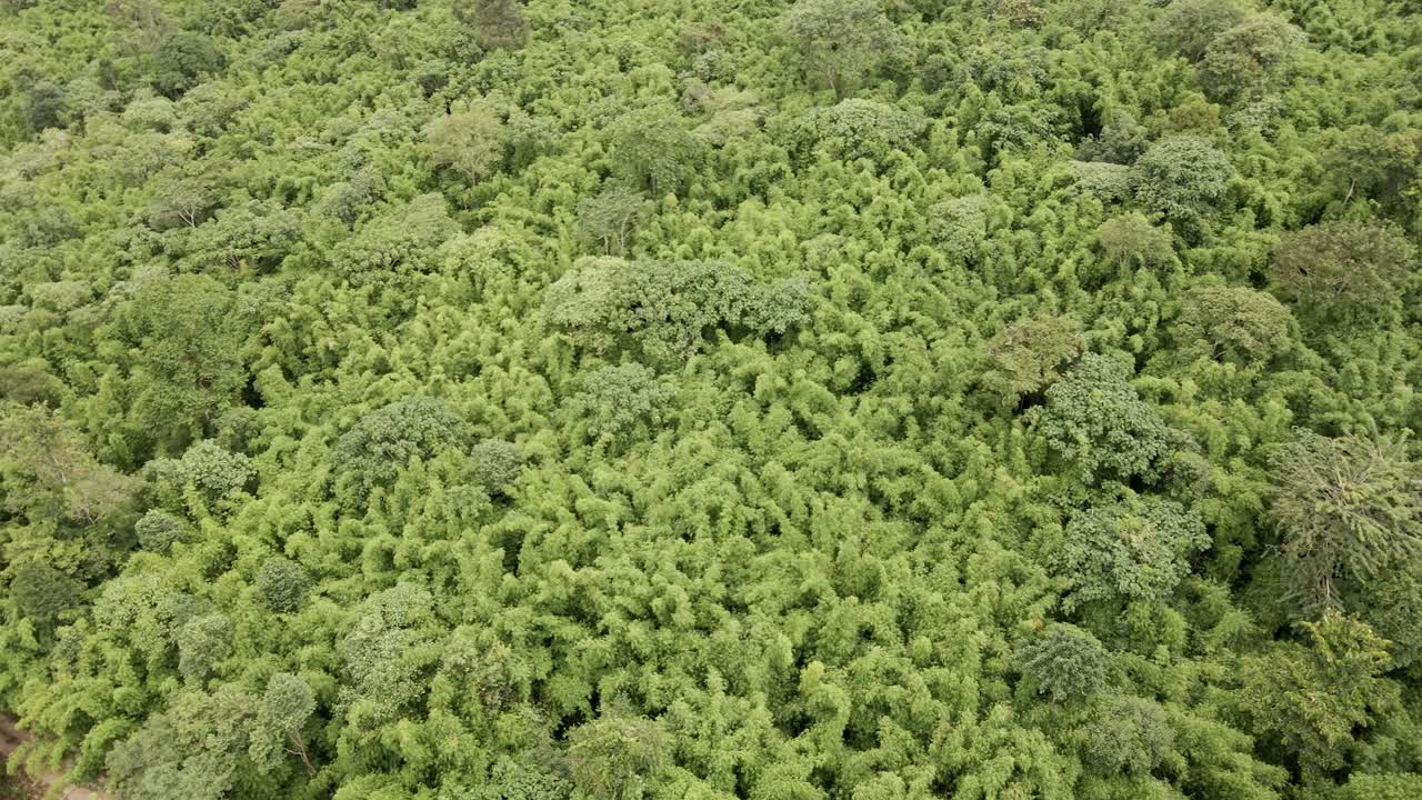 pan spinning rotation Aerial drone shot of a dense bamboo forest in the middle of a jungle
