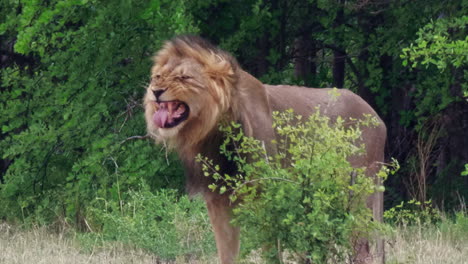 a black maned lion displaying a flehmen response in the wilderness of nxai pan national park in botswana -medium shot