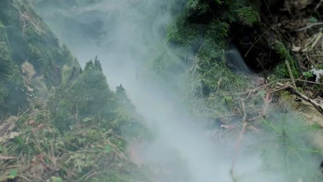 fuego ardiendo bajo el musgo verde en el bosque. musgo ardiendo en la madera