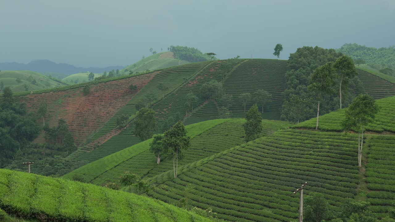 Green landscape view of tea plantation hills under overcast skies, Long Coc, Vietnam
