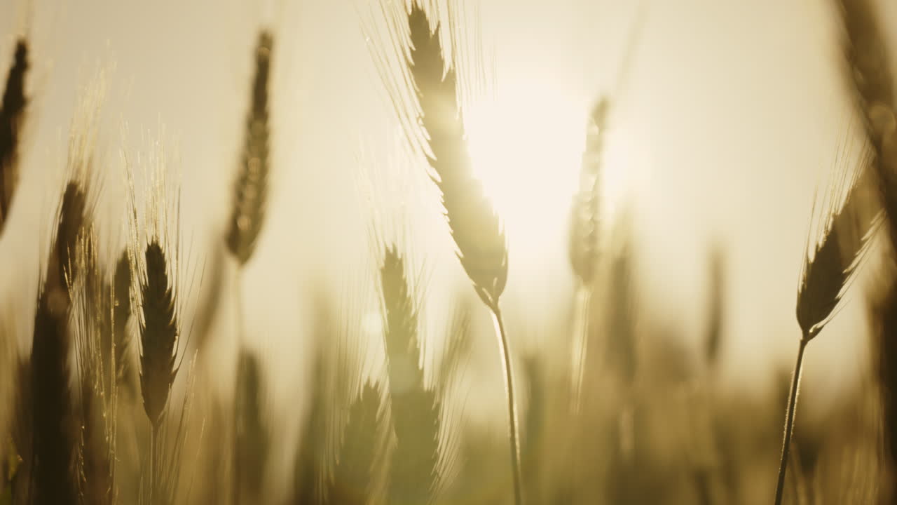 Gylden hvedemark ved solnedgang