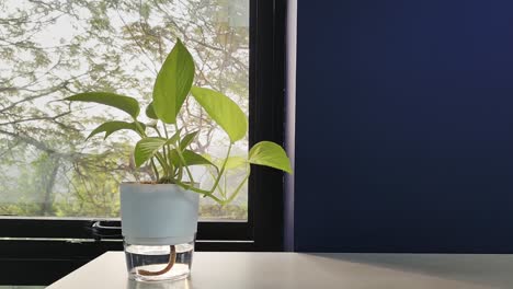 Window-light-on-money-tree-house-plant-foliage-develops-healthy-growing