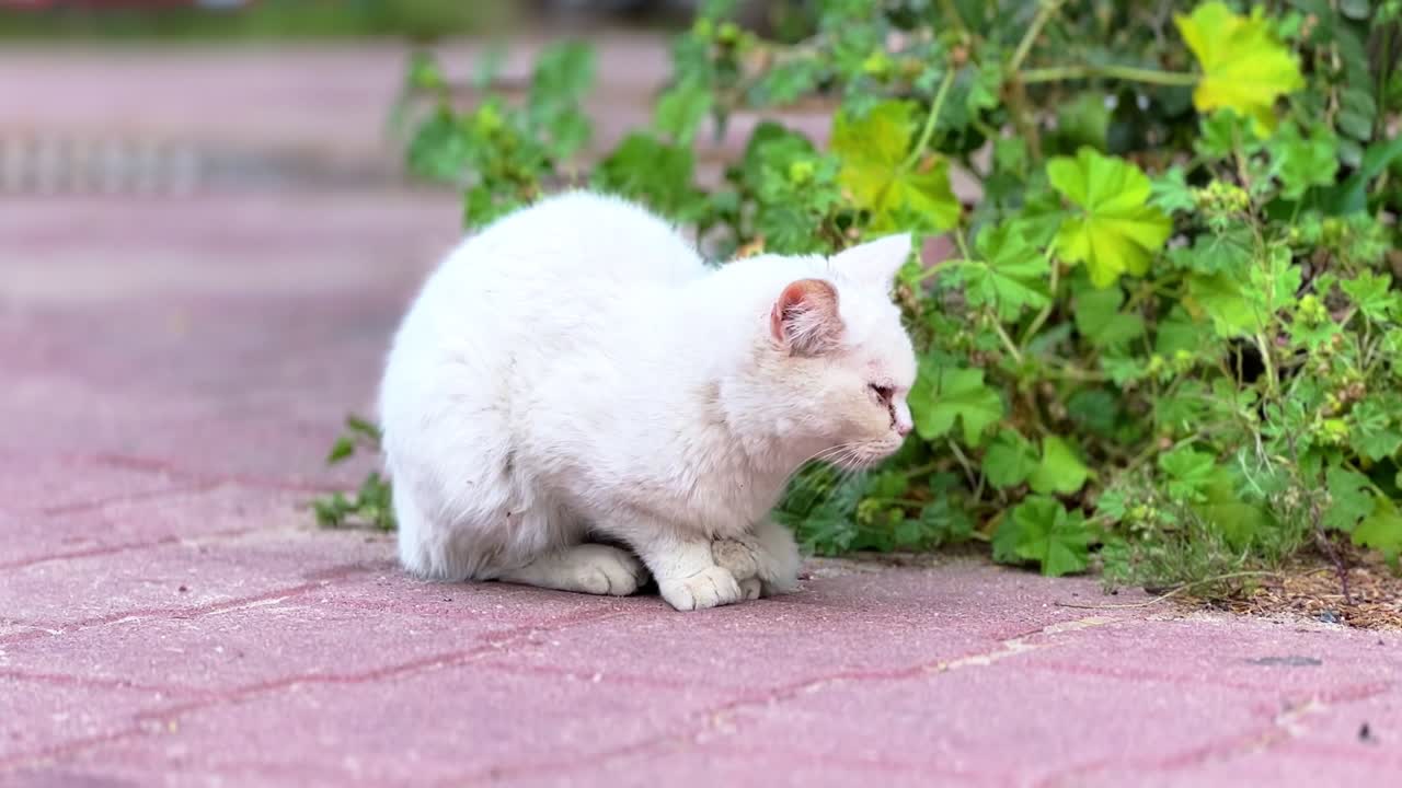 Close-up of a stray white cat resting on pavement with eyes closed, surrounded by green leaves. Captured in natural daylight, ideal for themes of pets, nature, and emotion.