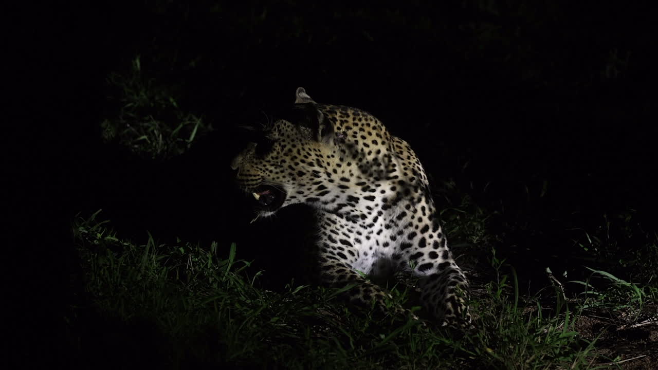 Search beam lights up African leopard relaxing in bush on dark night