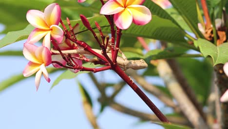 el lagarto se mueve a lo largo de una rama con flores en flor.