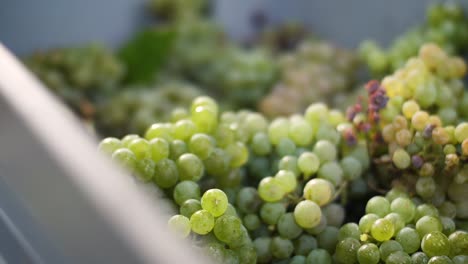 grey box full with fresh collected white wine grapes in a vineyard in galicia