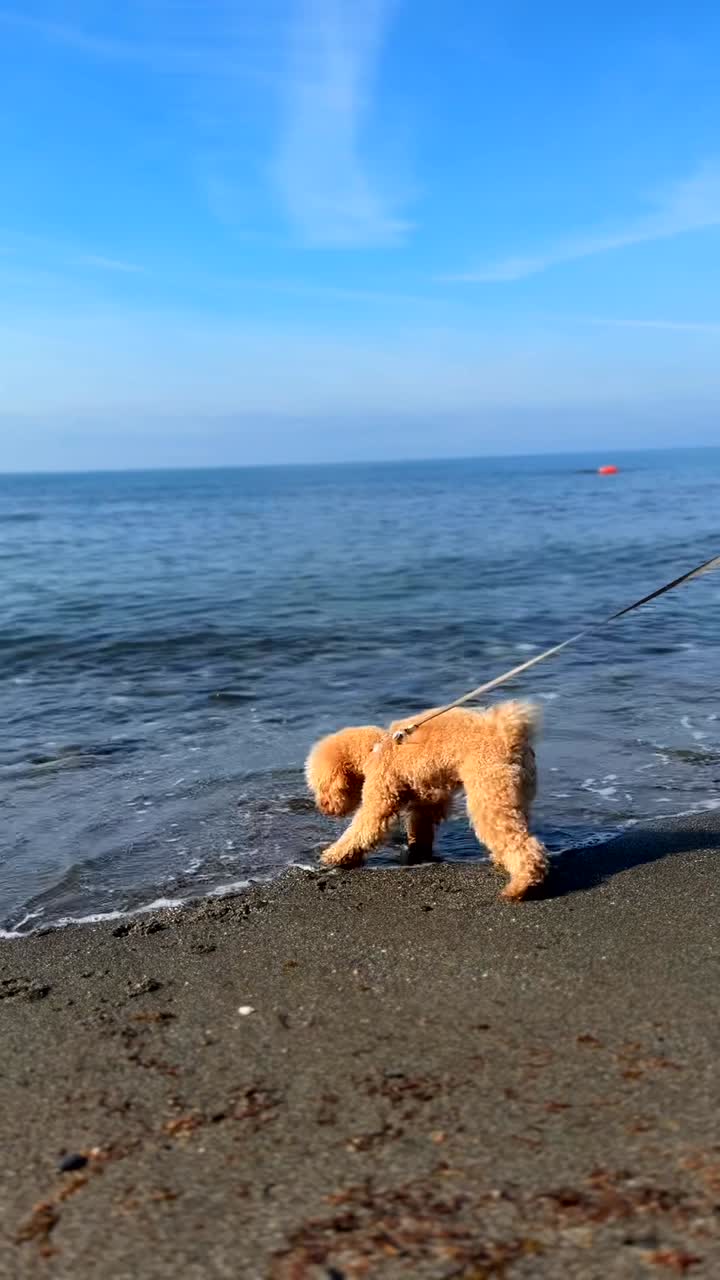 해변에 있는 푸들