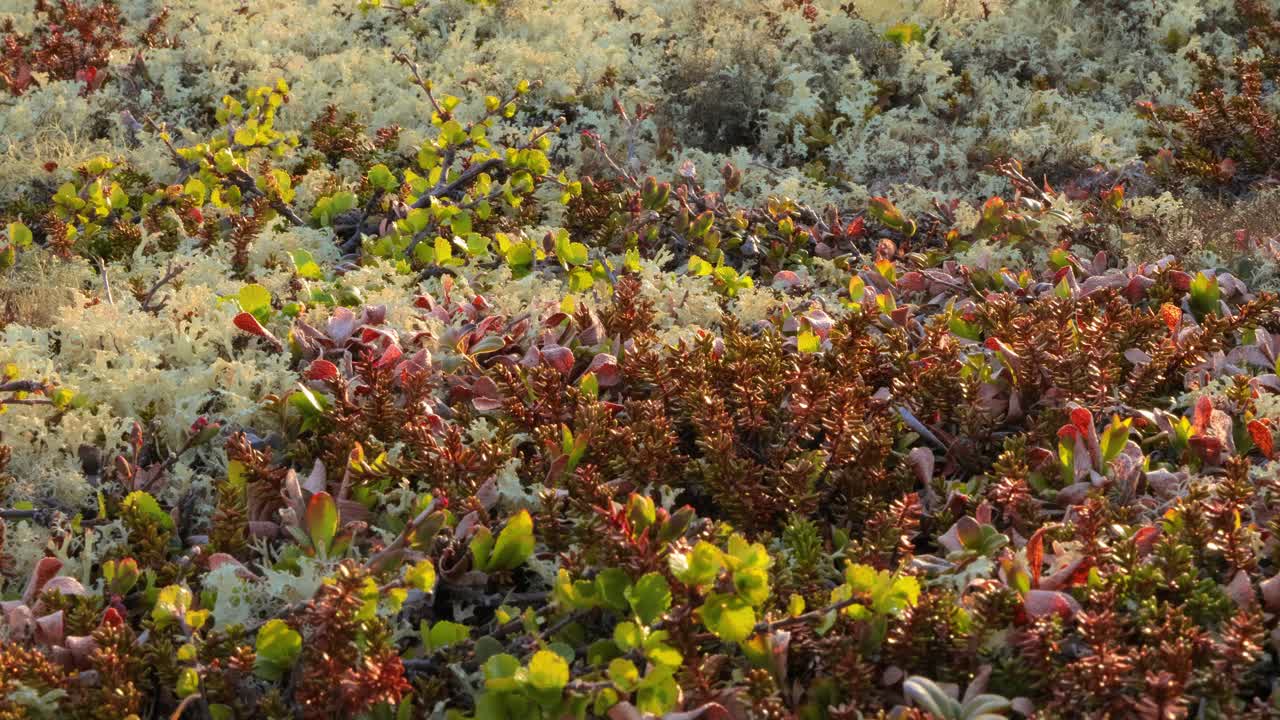 экосистема арктической тундры с разнообразной растительной жизнью